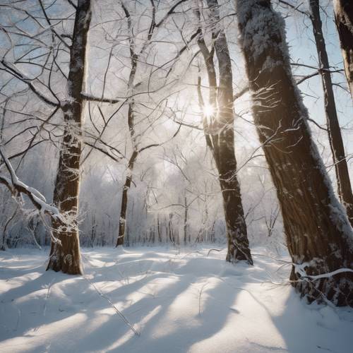 Khung cảnh rừng cây yên tĩnh vào một ngày mùa đông tuyết rơi, ánh nắng lung linh trên những cành cây băng giá.