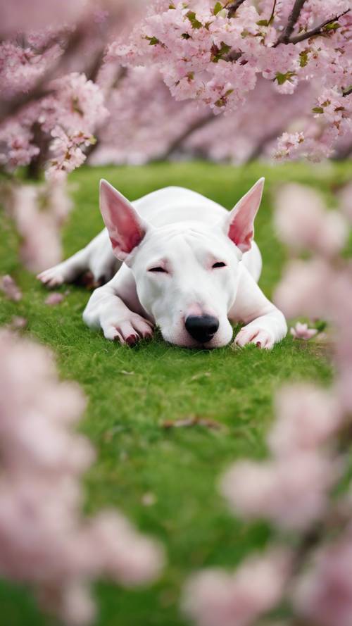 Seekor Bull Terrier meringkuk seperti bola, tidur di taman kota hijau terang di bawah pohon sakura.