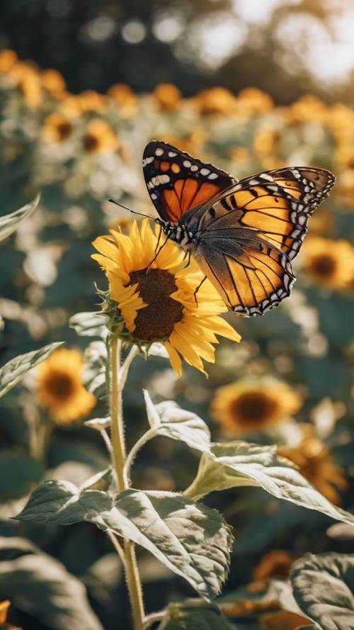Một con bướm rực rỡ đậu trên bông hoa hướng dương trong khu vườn nhộn nhịp vào một buổi sáng mùa xuân.
