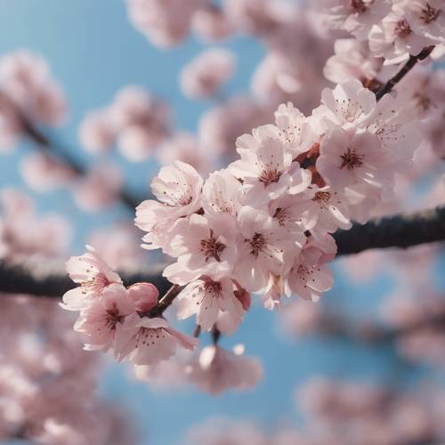Uma visão zen de pétalas de flores de cerejeira cobrindo uma planície.