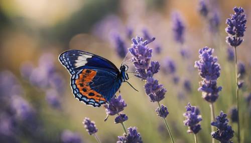 Ein marineblauer und orangefarbener Schmetterling, der auf einem Lavendelzweig sitzt.