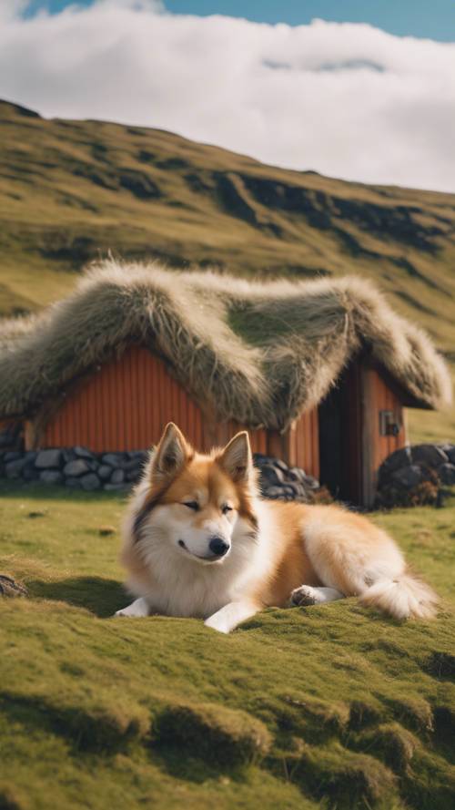 一隻冰島牧羊犬睡在傳統的草皮屋旁，令人驚嘆的冰島風景在後面展開。