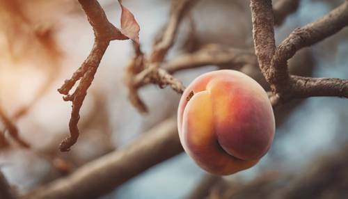 黎明時分，一顆孤獨的桃子掛在粗糙的樹枝上。
