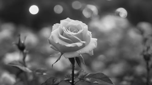 ורד שחור ולבן מתנודד בעדינות ברוח קרירה של ערב.