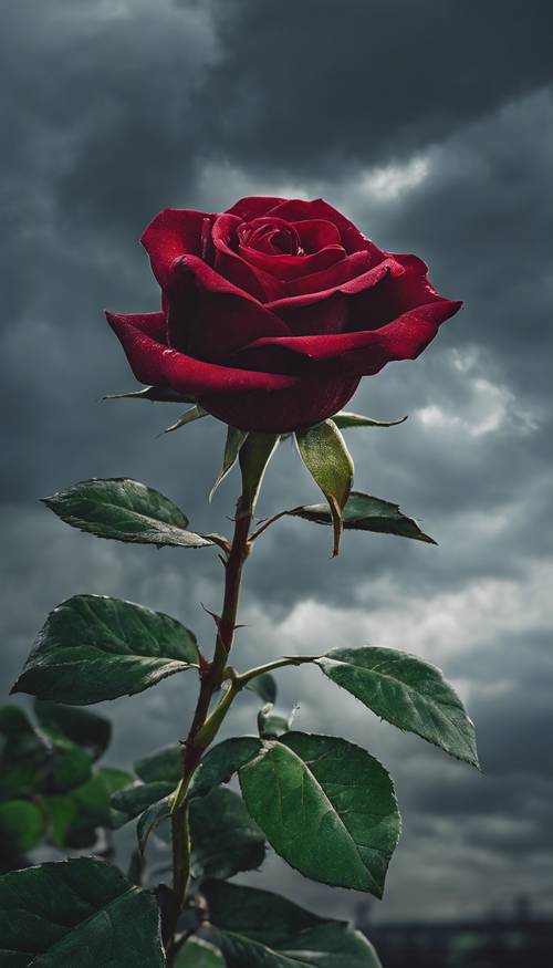 A solitary rose with velvet red petals and luscious green leaves against a stormy sky.