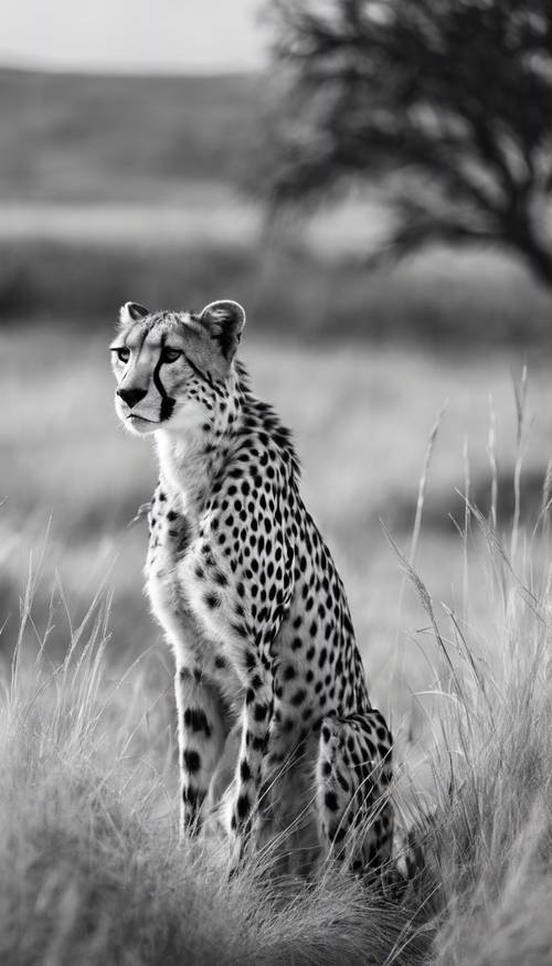 Seekor cheetah duduk sendirian di tengah rerumputan Savannah, bulu hitam dan putihnya yang mencolok terlihat menonjol di latar belakang.