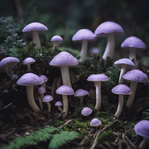 Eine Gruppe weicher Lavendel- und Minzpilze auf dem Boden eines dunklen Waldes.