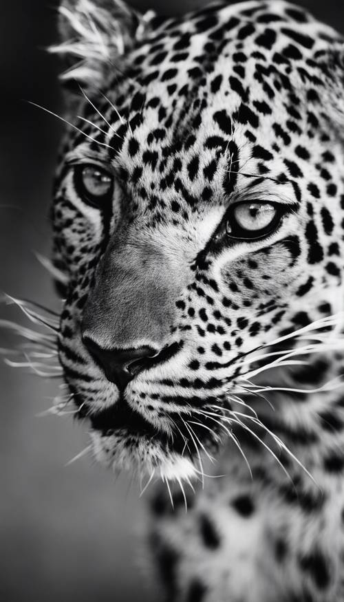 Tampilan jarak dekat dari mata macan tutul yang mencolok ditangkap dalam foto hitam putih.