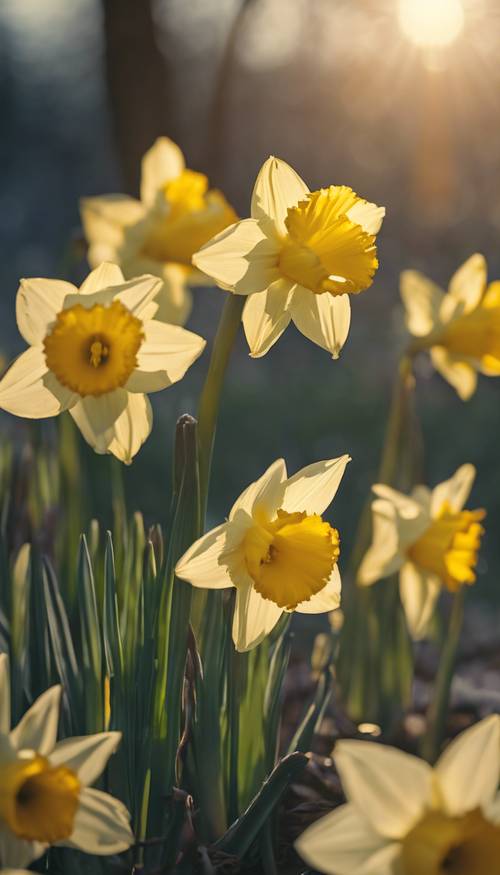 נרקיסים צהובים נוצצים להוטים לאמץ את האור הראשון של השמש בבוקר אביבי.