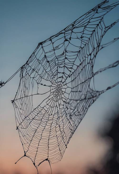 A black cobweb brilliantly contrasted against the soft blue light of the twilight. Tapet [c455b054926245c999ac]