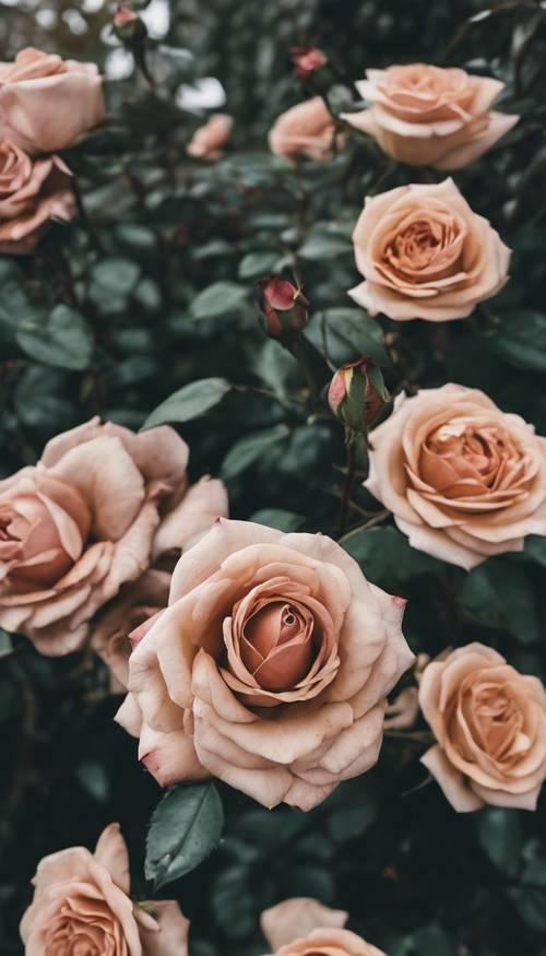 Những chùm hoa hồng màu nâu gụ phong phú, sinh sôi nảy nở trong một khu vườn tươi tốt và tươi tốt.