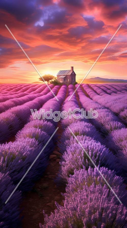 Matahari Terbenam Di Atas Ladang Lavender dengan Rumah Nyaman