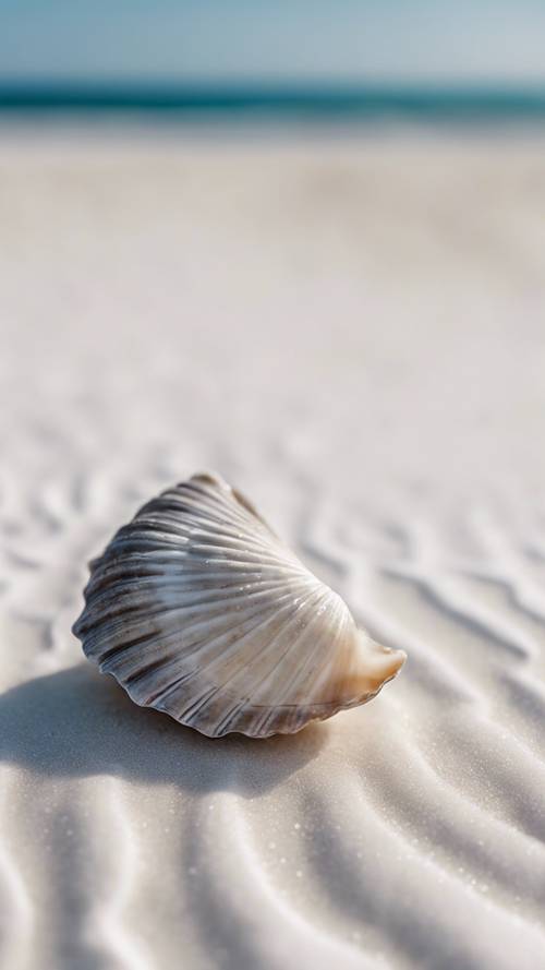 Cận cảnh một chiếc vỏ sò màu xám nhạt trên nền cát trắng.