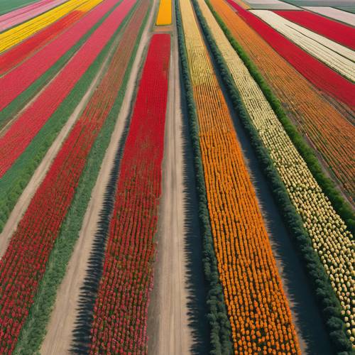 Une vue aérienne dynamique des champs de tulipes aux Pays-Bas, vus en pleine floraison.