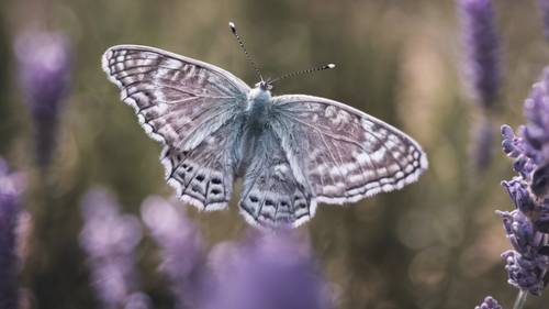 A whimsical gray and purple butterfly sitting on a lavender bloom.