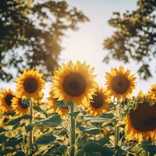 Vibrant sunflowers under midday sun.