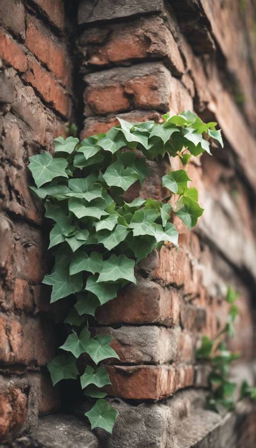 Antik bir tuğla duvarda büyüyen adaçayı yeşili sarmaşık