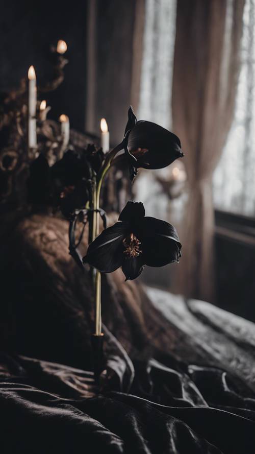 벨벳으로 덮인 내실에서 검은 아마릴리스를 들고 있는 창백한 손의 흡혈귀 광경.