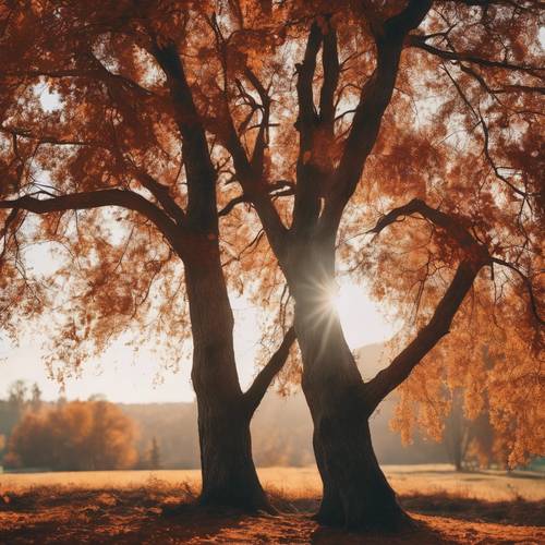 Herbstbäume in kräftigen rotbraunen Farbtönen stehen hoch in der sanften Abendsonne.