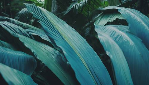 A cluster of exotic, vibrant blue banana leaves in a serene rainforest.