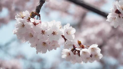 Una citazione bianca che si materializza dai fiori di ciliegio che cadono in un giardino giapponese.