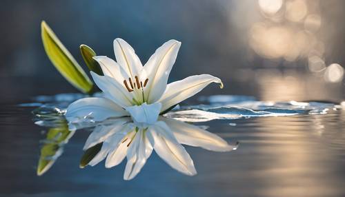 Bunga bakung putih dengan urat biru tua pada permukaan air yang memantulkan cahaya