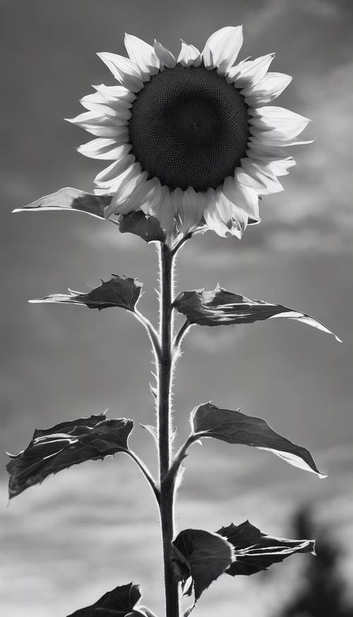 Tamamen çiçek açan tek, uzun bir ayçiçeği, yaprakları ve sapı güçlü ve sağlıklı, ancak tamamen siyah beyaz tonlarda çekilmiş, sessiz gri bir gökyüzünün önünde duruyor.