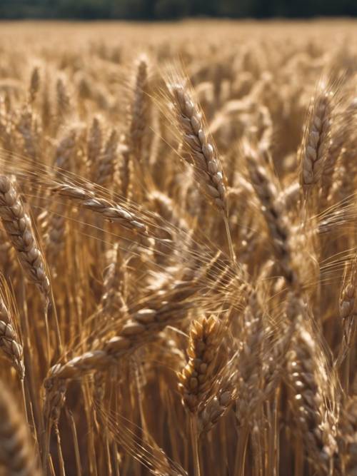 Ein Weizenfeld in einer Ebene, bereit zur Ernte mit goldenen Ähren, die im Takt des Windes tanzen