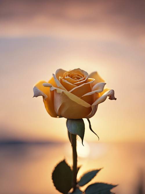 A tightly coiled golden rosebud, on the cusp of blooming under the warming sunrise.