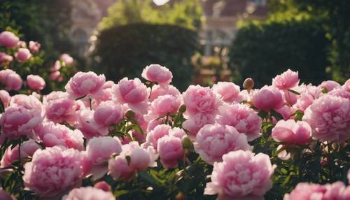 Un lecho de peonías rosadas que muestran sus lujosos pétalos en un clásico jardín inglés.