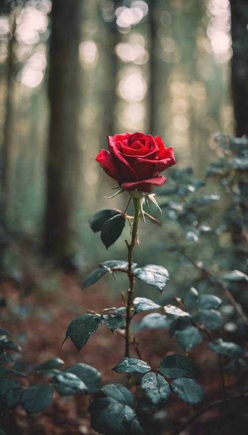 매혹적인 숲 한가운데 조용히 피어난 시원한 붉은 장미.