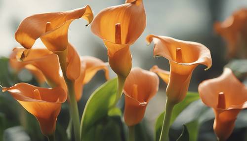 Eine lebhafte Gruppe orangefarbener Calla-Lilien, die enthusiastisch in einer warmen Sommerbrise tanzt.