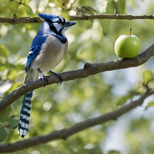 一隻好奇的冠藍鴉乖巧地站在青蘋果上，背景是模糊的果園。
