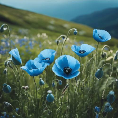 Blue poppies in full bloom, scattered over a verdant mountainside.