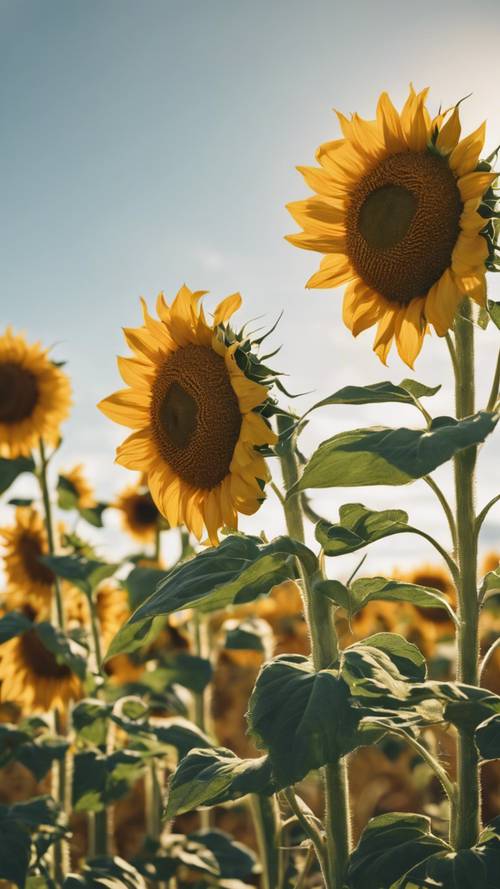 Ladang luas bunga matahari bergaya vintage di bawah langit musim panas yang cerah.