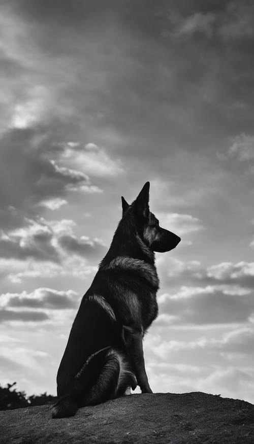 Ufka bakan bir Alman çoban köpeğinin sanatsal, dramatik siyah beyaz silueti. duvar kağıdı [3ba143d9b59744ae8325]