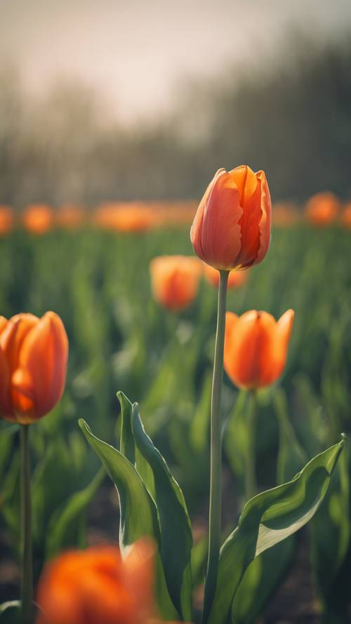 Tulip oranye berdiri dengan gagah di tengah lapangan hijau.