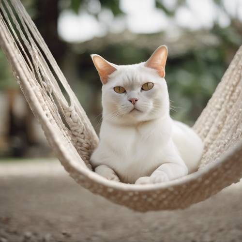 A white Burmese cat lounging lazily in a hammock during summer.