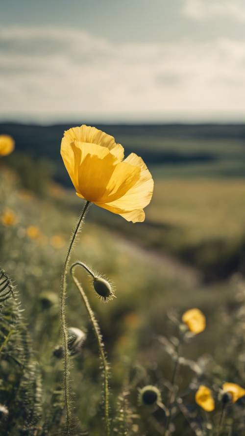 A wild yellow poppy growing alongside a country road.