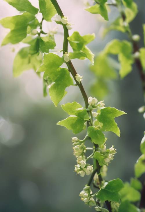 A vine with green leaves and tiny buds flowering in spring. Tapeta [b0bb22e99f50439ea307]