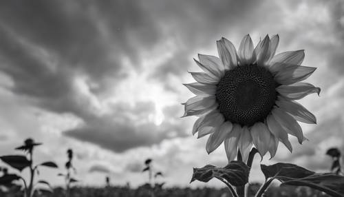 A sunflower as seen from the ground, reaching up toward an overcast sky, in grayscale.