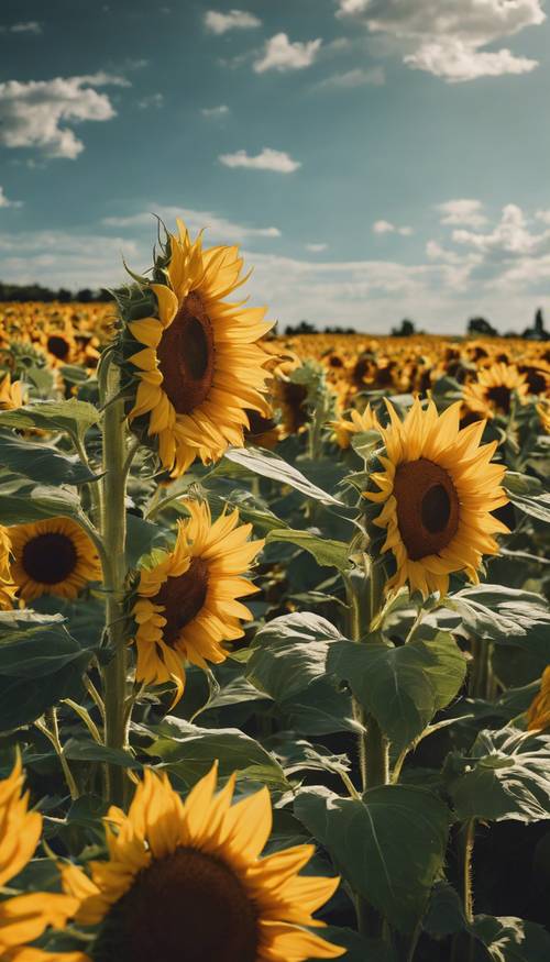 A group of vibrant sunflowers in full bloom, basking in the afternoon sun on a clear summer day. Tapeta [da18a27ad1ee43738566]
