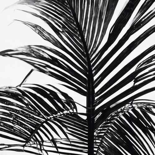 A silhouette of a large, isolated palm leaf in black and white.