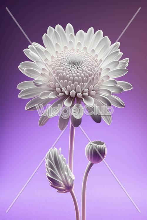 Beautiful Purple and White Daisy Design