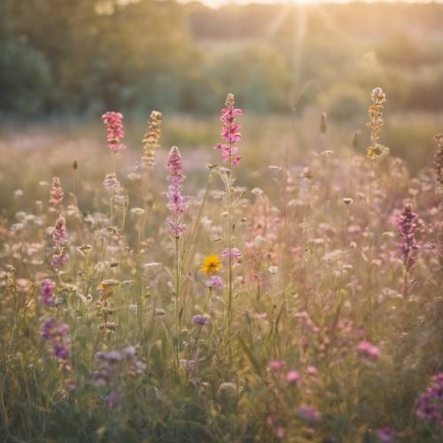 在柔和的陽光下，各種野花的田野條紋呈現柔和的色調。