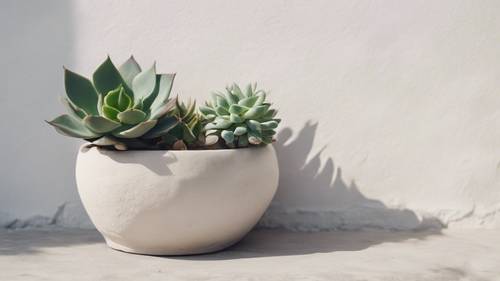 A minimalistic succulent garden against a white washed wall creates a charming southwestern vibe.