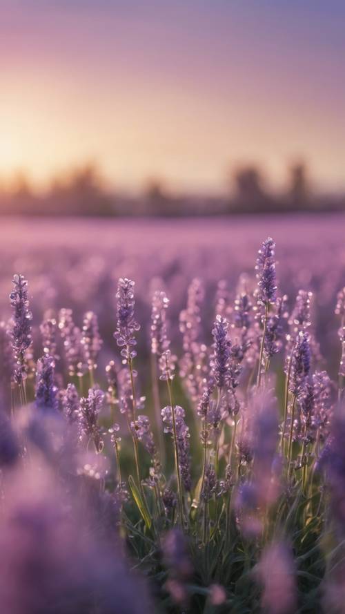 Ladang lavender ungu muda yang lembut saat fajar, tetesan embun berkilauan di kelopak bunga.