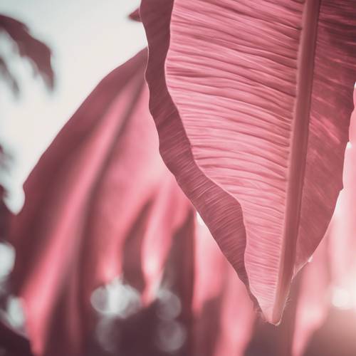 A pair of pink banana leaves hanging overhead, casting an alluring soft-toned shade.