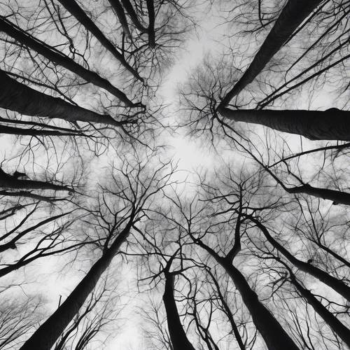 צילום שחור ולבן של דוגמה כהה רודפת של עצי חורף חשופים.