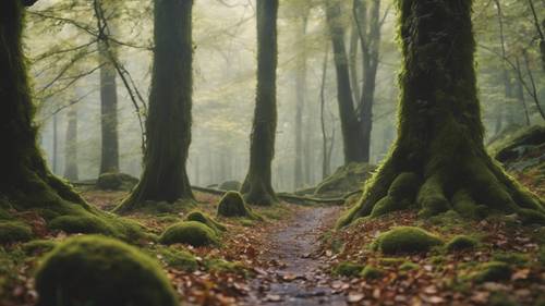 A serene, foggy forest filled with towering, moss-covered trees and a carpet of leaves underfoot.